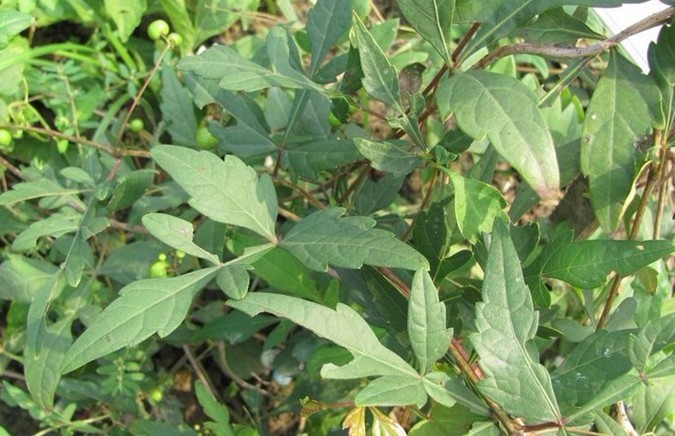 Natural compounds from  Ampelopsis japonica (Thunb.) Makino