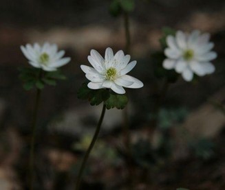 Natural compounds from  Anemone raddeana Regel