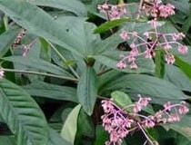Natural compounds from  Ardisia humilis