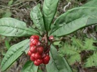 Natural compounds from  Ardisia japonica (Thunb) Blume