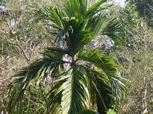 Natural compounds from  Areca catechu