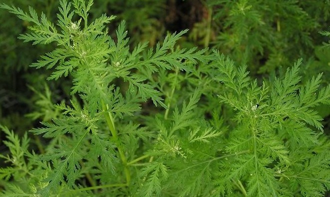 Natural compounds from  Artemisia annua L.