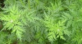 Natural compounds from  Artemisia annua L. F. Macrocephala Pamp