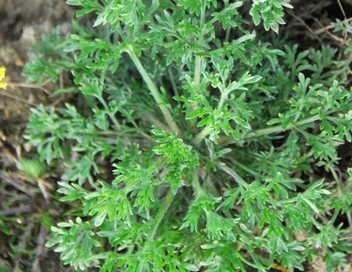 Natural compounds from  Artemisia capillaris Thunb.