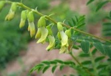 Natural compounds from  Astragalus membranaceus (Fisch.) Bunge