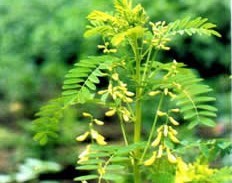 Natural compounds from  Astragalus membranaceus ( Fish ) Bunge var. Mongholicus (Bunge) Hsiao