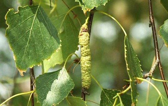 Natural compounds from  Betula alba L.