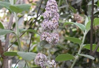 Natural compounds from  Buddleja officinalis Maxim.