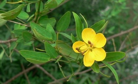 Natural compounds from  Cassia bicapsulafis Linn.