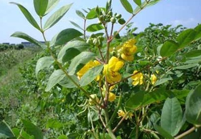 Natural compounds from  Cassia occidentalis L.