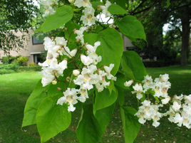 Natural compounds from  Catalpa ovata G.Don