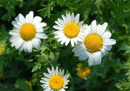 Natural compounds from  Chrysanthemum parthenium