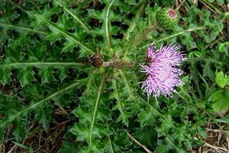 Natural compounds from  Cirsium japonicum DC.