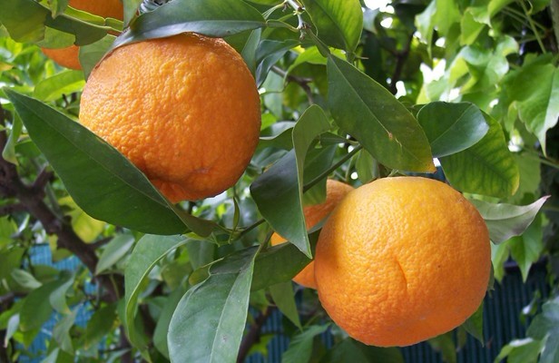 Natural compounds from  Citrus aurantium L.