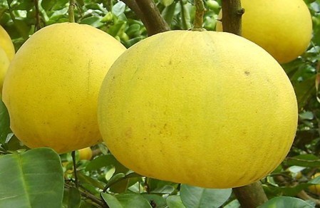Natural compounds from  Citrus maxima (Burm.) Merr. cv. Wentan