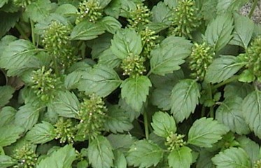 Natural compounds from  Clinopodium gracile (Benth.) Matsum.