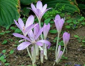 Natural compounds from  Colchicum autumnale L.
