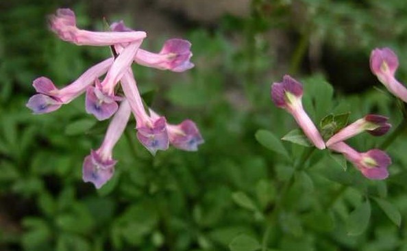 Natural compounds from  Corydalis decumbens (Thunb.) Pers.