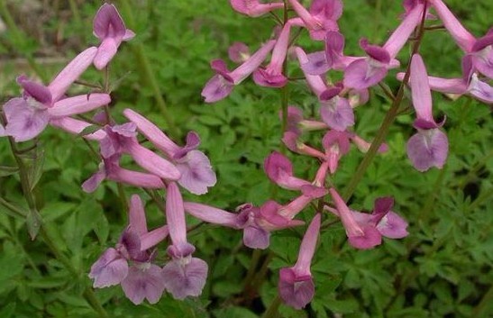 Natural compounds from  Corydalis edulis Maxim.