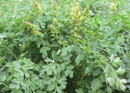 Natural compounds from  Corydalis saxicola Bunting