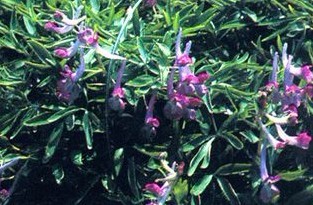 Natural compounds from  Corydalis yanhusuo W. T. Wang