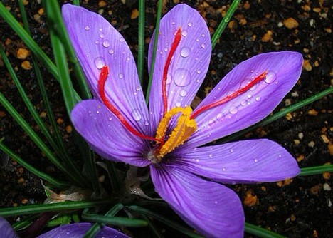 Natural compounds from  Crocus sativus L.
