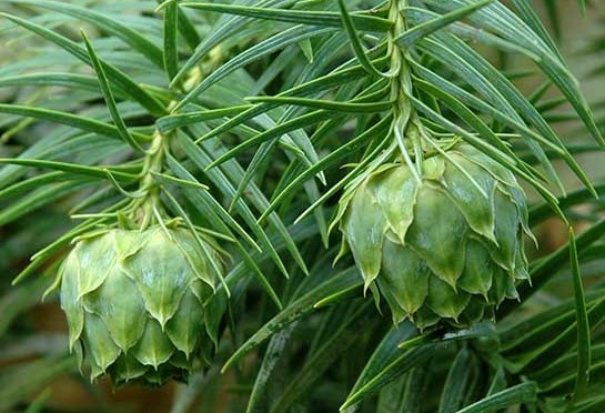 Natural compounds from  Cunninghamia lanceolata