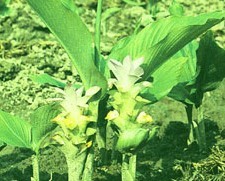 Natural compounds from  Curcuma wenyujin Y.H. Chen et C. Ling
