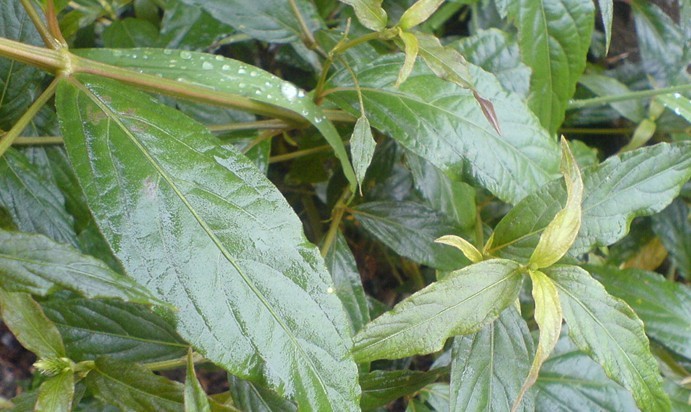 Natural compounds from  Cyathula officinalis Kuan
