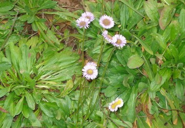 Natural compounds from  Erigeron breviscapus Hand.-Mazz.