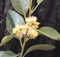 Natural compounds from  Eucalyptus globulus Labill.