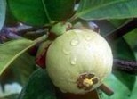 Natural compounds from  Garcinia oblongifolia Champ.