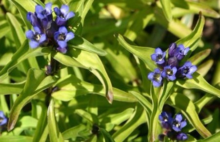 Natural compounds from  Gentiana macrophylla Pall