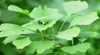 Natural compounds from  Ginkgo biloba L.