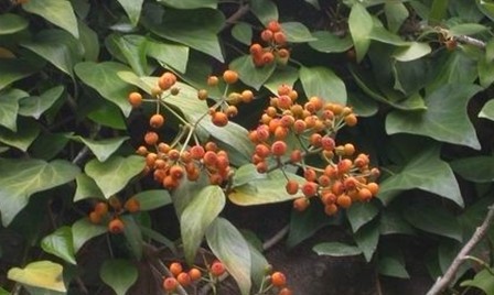 Natural compounds from  Hedera nepalensis K. Koch var. sinensis (Tobl.) Rehd.