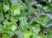 Natural compounds from  Hedera nepalensis var. sinensis