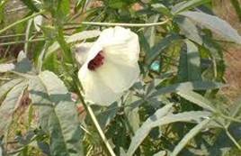 Natural compounds from  Hibiscus cannabinus L.