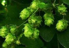 Natural compounds from  Humulus lupulus
