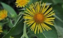 Natural compounds from  Inula helenium L.