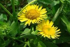Natural compounds from  Inula japonica Thunb.