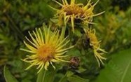 Natural compounds from  Inula racemosa Hook.f.