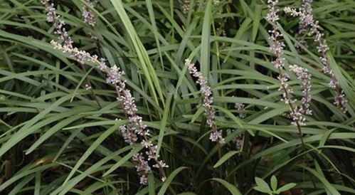 Natural compounds from  Liriope muscari (Decne.) Baily