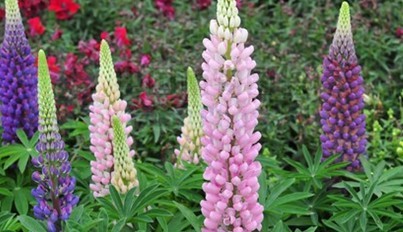 Natural compounds from  Lupinus polyphyllus Lindl.