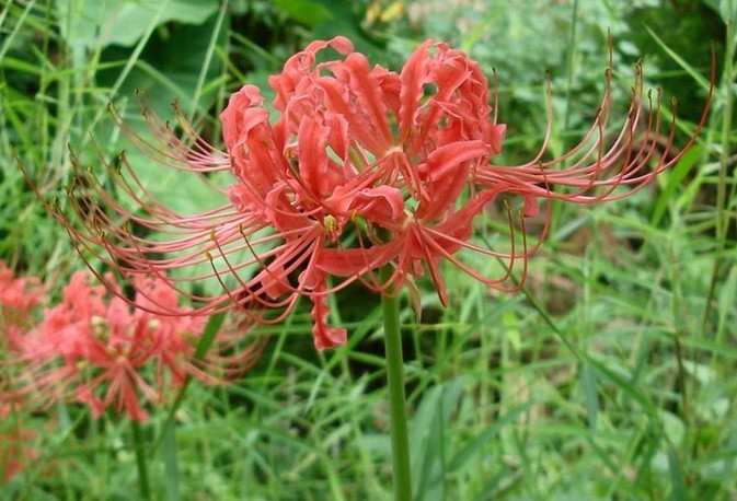 Natural compounds from  Lycoris radiata (L. Herit.) Herb.