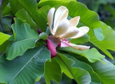 Natural compounds from  Magnolia officinalis Rehd et Wils.