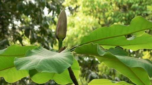 Natural compounds from  Magnolia officinalis subsp.biloba (Rehd. et Wils.) Cheng et Law