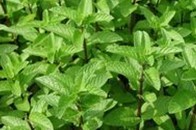 Natural compounds from  Mentha canadensis L.