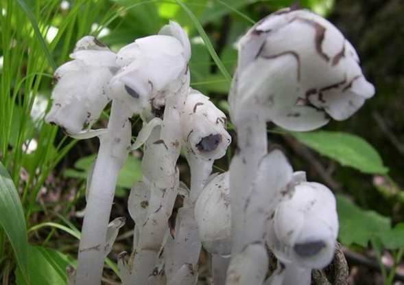 Natural compounds from  Monotropa uniflora L.