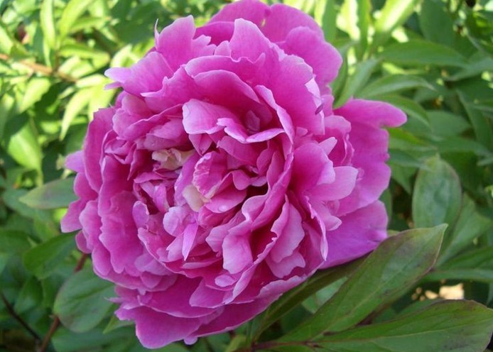 Natural compounds from  Paeonia lactiflora Pall.
