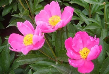 Natural compounds from  Paeonia sterniana Fletcher in Journ